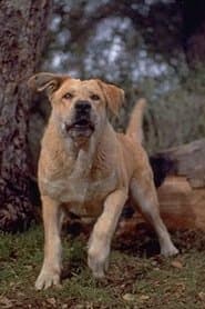 Spike as Old Yeller