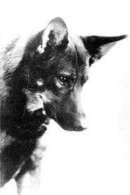Rin-Tin-Tin as Lobo - Leader of the Wolf Pack