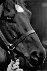 Docs Keepin Time as Black Beauty (horse)