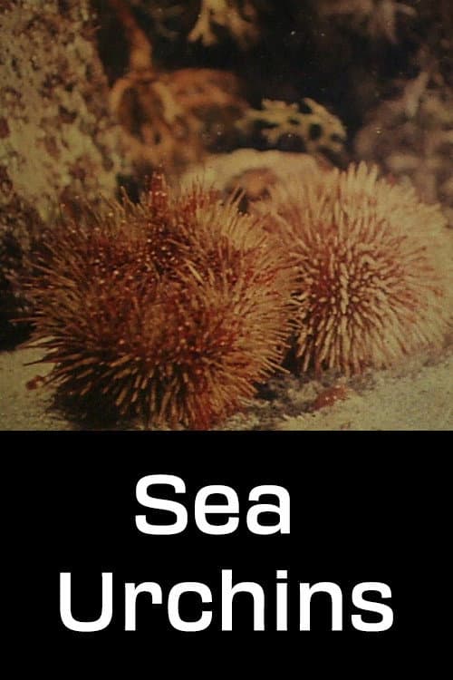 Sea Urchins movie poster