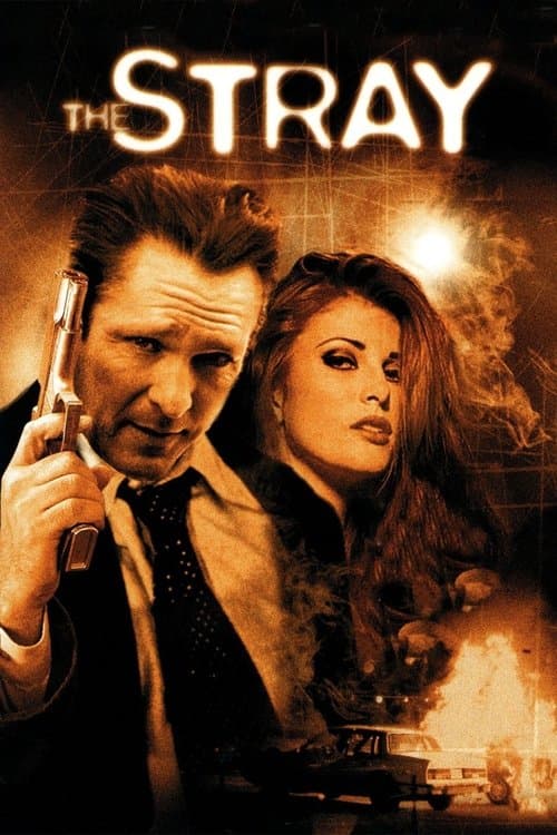 The Stray movie poster