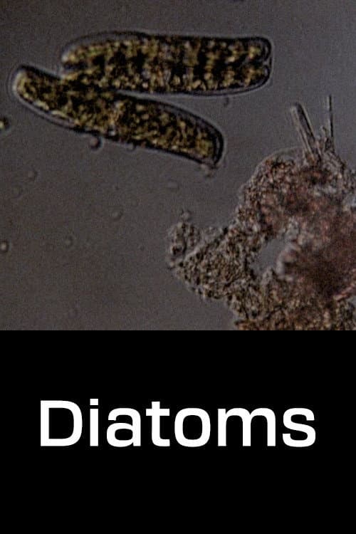 Diatoms movie poster