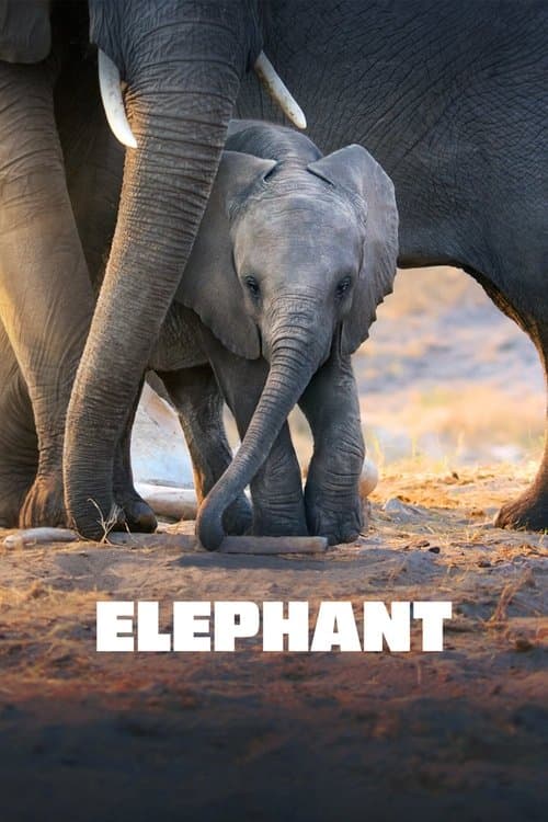 Elephant movie poster