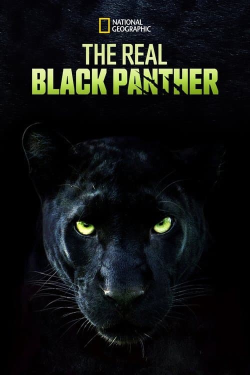 The Real Black Panther movie poster